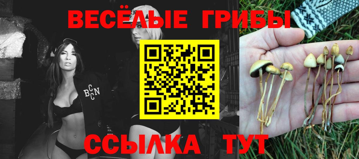 Галлюциногенные грибы Psilocybe Балтийск